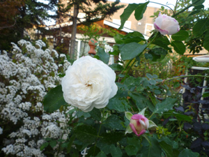 10-10-23boule-de-neige.jpg