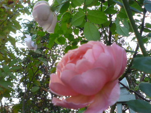 10-10-23the-generous-garden.jpg