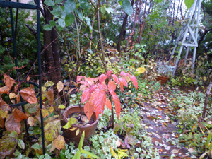 10-11-10garden.jpg