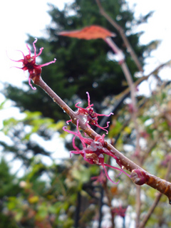 10-11-10maruba.jpg