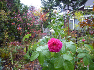 10-11-10rose.jpg