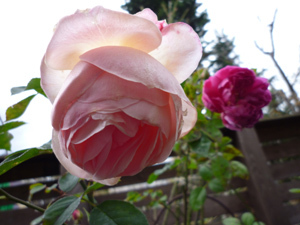 10-11-22rose.jpg