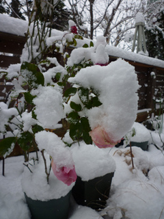 10-11-29rose.jpg