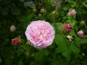 09-6-22belle.isis.jpg