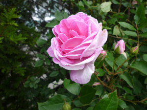 09-6-22blairii.no2.jpg