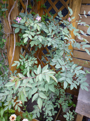 09-6-22rosa.glauca.jpg