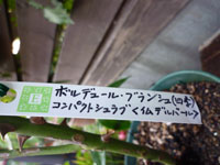 09-9-26bara2c.jpg