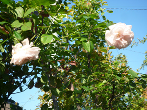 10-10-13a.jpg