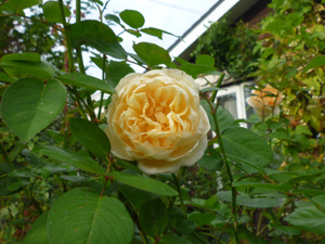 10-10-13c.jpg