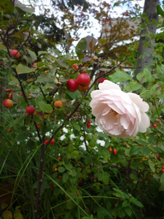 10-10-15r3.jpg