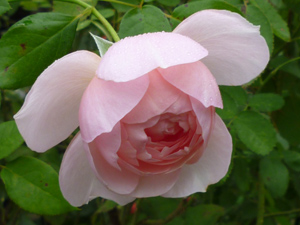 10-10-5garden1.jpg
