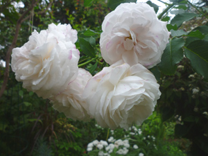 10-10-5garden3.jpg