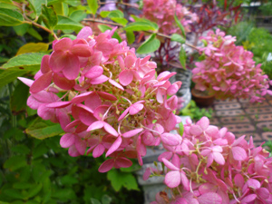 10-10-5garden4.jpg