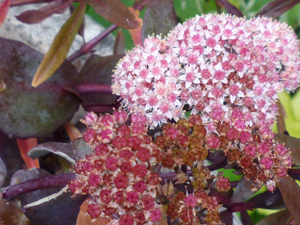 10-10-5garden5.jpg