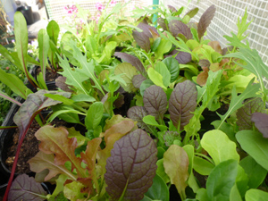 10-4-10lettuce.jpg