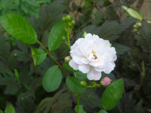 10-9-16rose1.jpg
