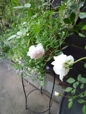 10-9-16rose2.jpg