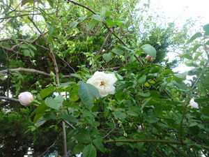 10-9-16rose3.jpg