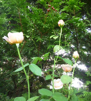 10-9-16rose4.jpg