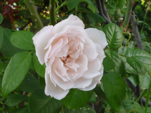 10-9-17generousgardener.jpg