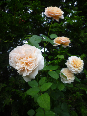 10-9-18englishgarden1.jpg