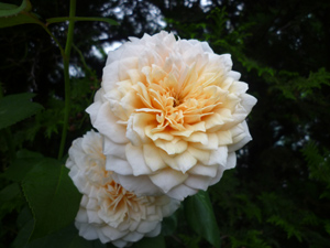 10-9-18englishgarden2.jpg