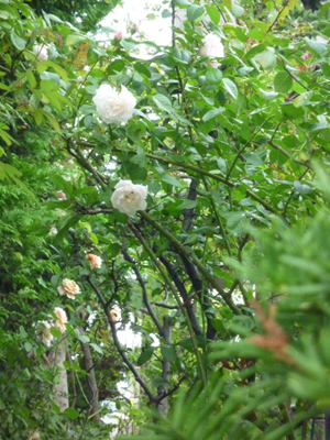 10-9-18rose.jpg