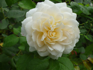10-9-23crocusrose.jpg