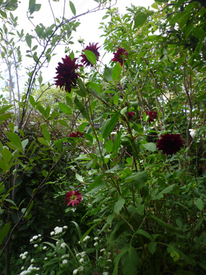 10-9-23garden5.jpg