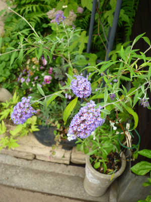 10-9-23garden9.jpg