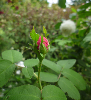 10-9-23rosederescht.jpg