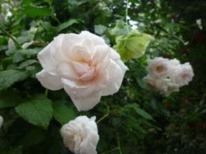 10-9-3b.jpg