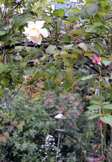11-10-14garden1.jpg
