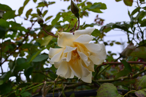 11-10-14garden2.jpg