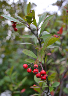 11-10-14garden6.jpg