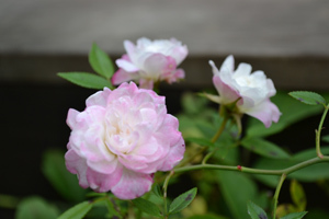11-10-14garden7.jpg