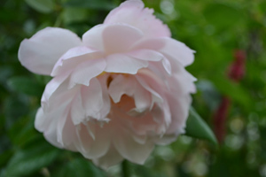 11-10-14garden8.jpg