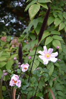 11-10-14garden9.jpg