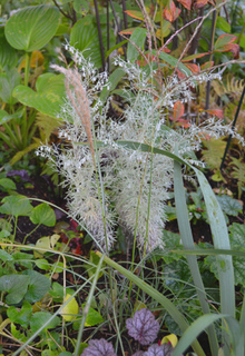 11-10-17garden1.jpg
