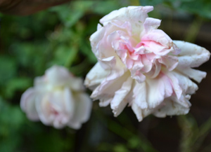 11-10-17garden10.jpg