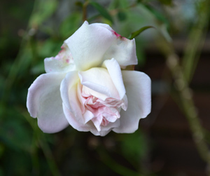 11-10-17garden11.jpg