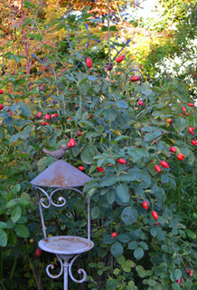 11-10-17garden2.jpg