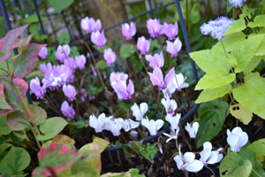 11-10-17garden3.jpg
