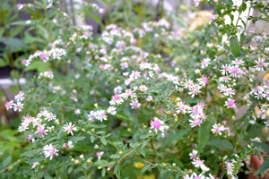 11-10-17garden6.jpg