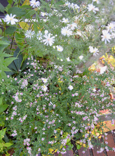 11-10-17garden7.jpg