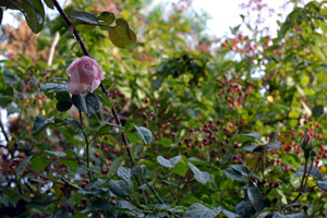 11-10-8f.jpg