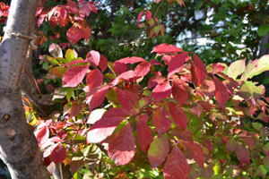 11-11-12b.jpg