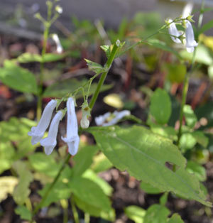11-11-12c.jpg