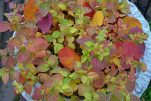 11-11-12d.jpg