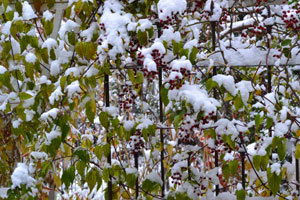 11-11-21a.jpg